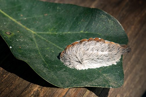 puss moth caterpillar